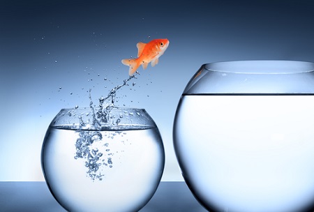1145-1455886865_fish_out_of_water_-_MAIN.jpg
