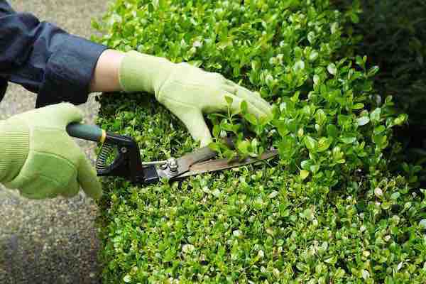 BFB4-1443609677_Hedge_trim_shutterstock_2015.jpg